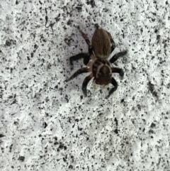 Maratus griseus at Canberra, ACT - 27 Feb 2023 01:51 PM