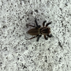 Maratus griseus at Canberra, ACT - 27 Feb 2023