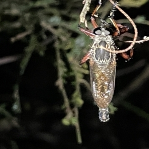 Asilinae sp. (subfamily) at Campbell, ACT - 2 Mar 2023 09:22 PM