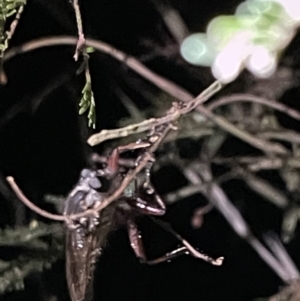 Asilinae sp. (subfamily) at Campbell, ACT - 2 Mar 2023