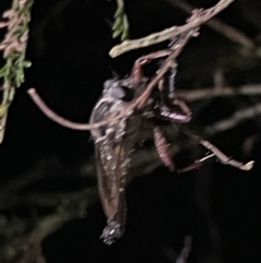 Asilinae sp. (subfamily) at Campbell, ACT - 2 Mar 2023