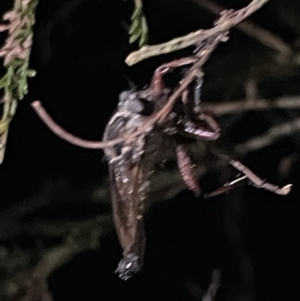 Asilinae sp. (subfamily) at Campbell, ACT - 2 Mar 2023