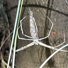 Deinopis sp. (genus) (Net casting spider) at Campbell, ACT - 2 Mar 2023 by Hejor1