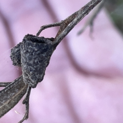 Aporocera (Aporocera) flaviventris at Ainslie, ACT - 26 Feb 2023 by Hejor1