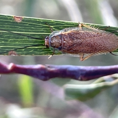 Balta spuria (A Balta Cockroach) at Mount Ainslie - 26 Feb 2023 by Hejor1