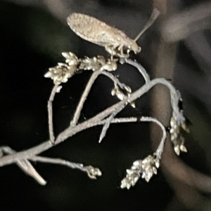 Micromus tasmaniae at Campbell, ACT - 2 Mar 2023