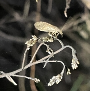 Micromus tasmaniae at Campbell, ACT - 2 Mar 2023 08:40 PM