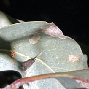 Lecithocera terrigena at Campbell, ACT - 2 Mar 2023