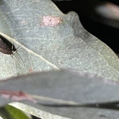 Lecithocera terrigena at Campbell, ACT - 2 Mar 2023