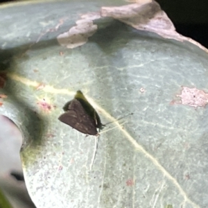 Lecithocera terrigena at Campbell, ACT - 2 Mar 2023