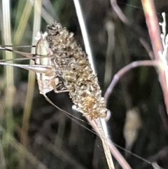 Conocephalus upoluensis (Meadow Katydid) at Mount Ainslie - 2 Mar 2023 by Hejor1