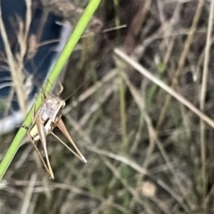 Conocephalus upoluensis at Campbell, ACT - 2 Mar 2023