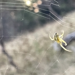 Phonognatha graeffei at Campbell, ACT - 2 Mar 2023