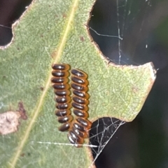 Paropsini sp. (tribe) at Campbell, ACT - 2 Mar 2023 07:33 PM