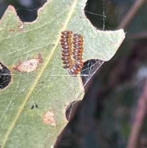 Paropsini sp. (tribe) at Campbell, ACT - 2 Mar 2023 07:33 PM