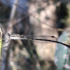 Unidentified Damselfly (Zygoptera) (TBC) at Hackett, ACT - 3 Mar 2023 by Hejor1