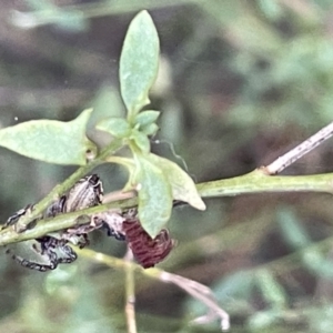 Opisthoncus sp. (genus) at Hackett, ACT - 3 Mar 2023