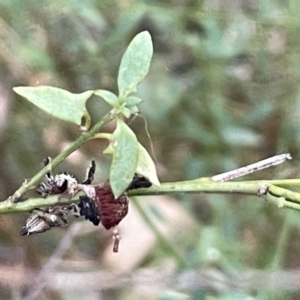 Opisthoncus sp. (genus) at Hackett, ACT - 3 Mar 2023