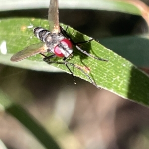 Sumpigaster sp. (genus) at Hackett, ACT - 3 Mar 2023