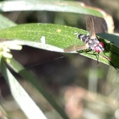 Sumpigaster sp. (genus) at Hackett, ACT - 3 Mar 2023 06:23 PM