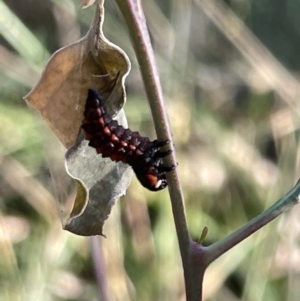 Chrysomelidae sp. (family) at Hackett, ACT - 3 Mar 2023