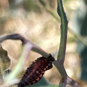 Chrysomelidae sp. (family) at Hackett, ACT - 3 Mar 2023