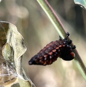 Chrysomelidae sp. (family) at Hackett, ACT - 3 Mar 2023