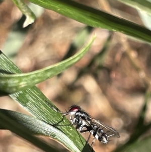 Sumpigaster sp. (genus) at Hackett, ACT - 3 Mar 2023