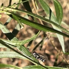 Sumpigaster sp. (genus) at Hackett, ACT - 3 Mar 2023