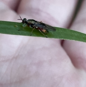 Antissella parvidentata at suppressed - 3 Mar 2023