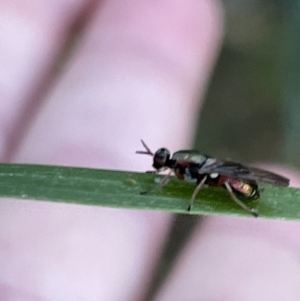 Antissella parvidentata at suppressed - 3 Mar 2023