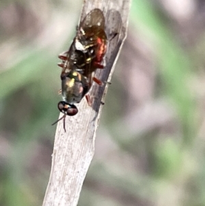 Stratiomyidae (family) at Hackett, ACT - 3 Mar 2023