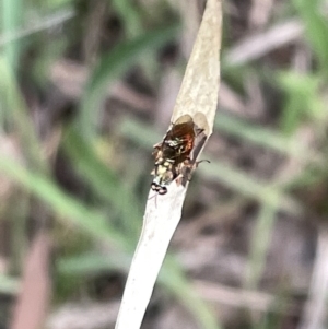 Stratiomyidae (family) at Hackett, ACT - 3 Mar 2023