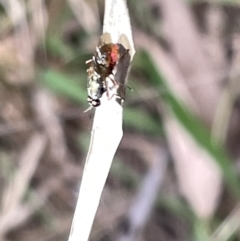 Stratiomyidae (family) at Hackett, ACT - 3 Mar 2023