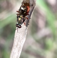 Stratiomyidae (family) at Hackett, ACT - 3 Mar 2023