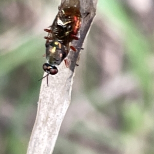 Stratiomyidae (family) at Hackett, ACT - 3 Mar 2023 07:10 PM