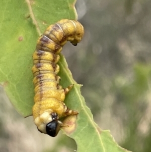 Pergidae sp. (family) at Ainslie, ACT - 4 Mar 2023