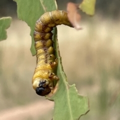 Pergidae sp. (family) at Ainslie, ACT - 4 Mar 2023