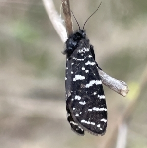 Psychanisa baliodes at Ainslie, ACT - 4 Mar 2023