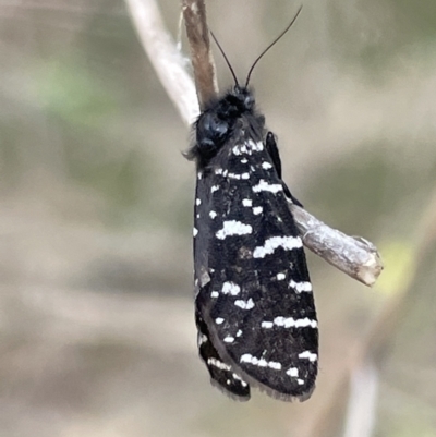 Psychanisa baliodes (A Case moth) at Mount Ainslie - 4 Mar 2023 by Hejor1