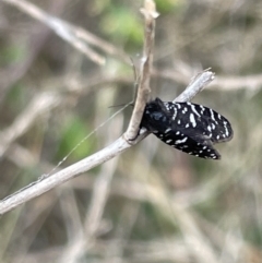 Psychanisa baliodes at Ainslie, ACT - 4 Mar 2023