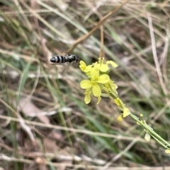 Syrphidae (family) (Unidentified Hover fly) at Ainslie, ACT - 4 Mar 2023 by Hejor1