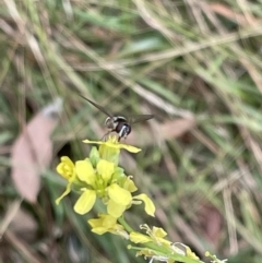 Syrphidae (family) at Ainslie, ACT - 4 Mar 2023 01:02 PM