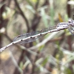 Unidentified Damselfly (Zygoptera) at Ainslie, ACT - 4 Mar 2023 by Hejor1