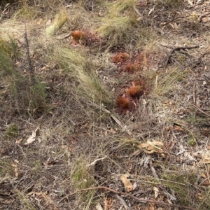 Nassella trichotoma at Watson, ACT - 13 Mar 2023