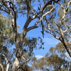 Callocephalon fimbriatum (Gang-gang Cockatoo) at Gungaderra Grasslands - 12 Mar 2023 by Jenny54