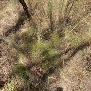 Nassella trichotoma at Watson, ACT - 13 Mar 2023