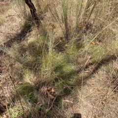 Nassella trichotoma (Serrated Tussock) at Mount Majura - 13 Mar 2023 by waltraud