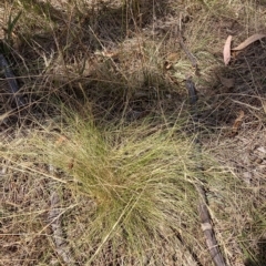 Nassella trichotoma at Watson, ACT - 13 Mar 2023