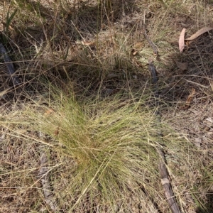 Nassella trichotoma at Watson, ACT - 13 Mar 2023